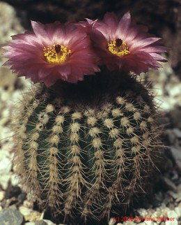 Notocactus cv. herterii x uebelmannianus II